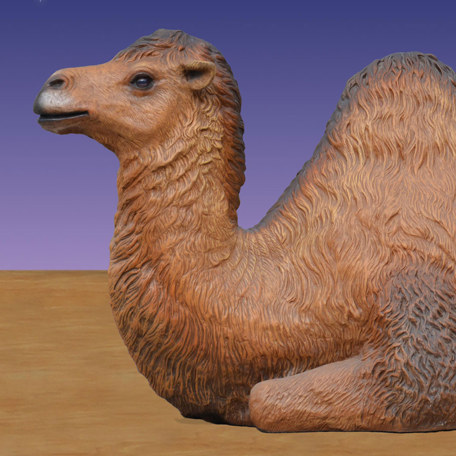 headshot of resting camel