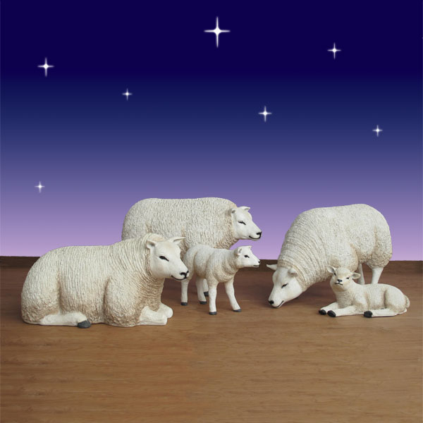 Nativity Sheep