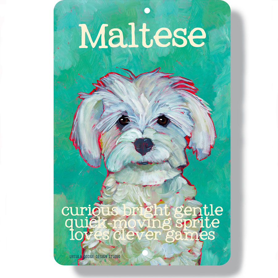 Maltese dog