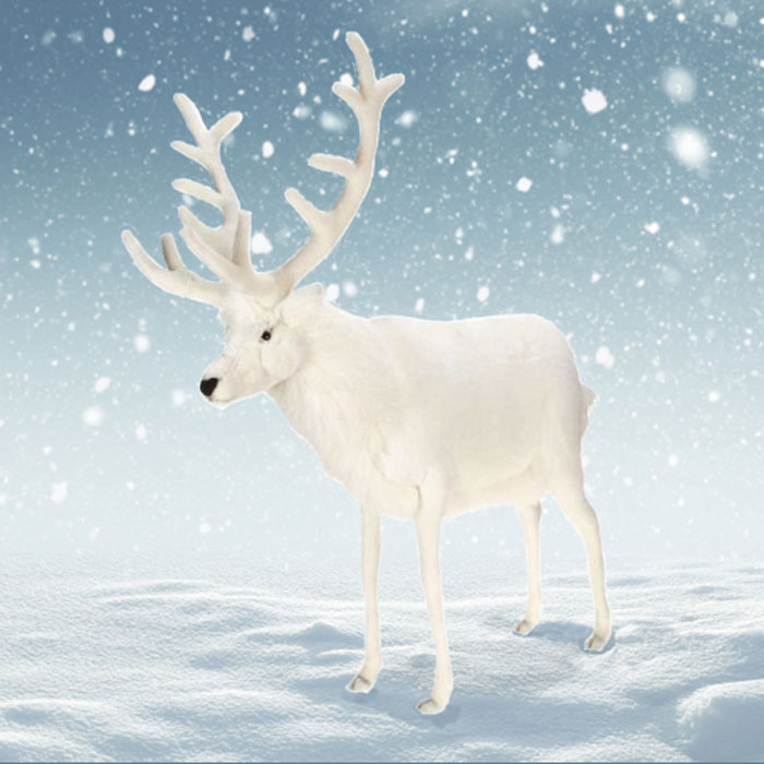 White Reindeer 