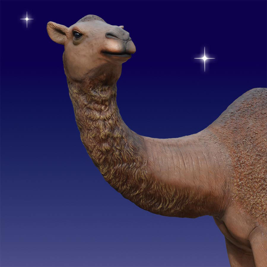 Head of Nativity Camel