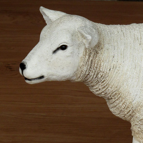 Nativity-lamb