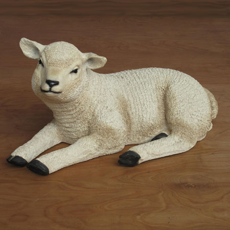 Resting Sheep