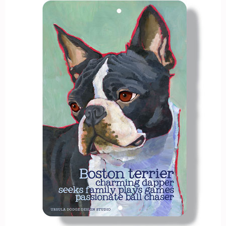 Boston Terrier