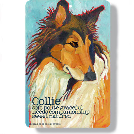 Rough coated Collie dog