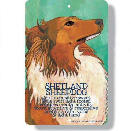 Shetland Sheepdog 