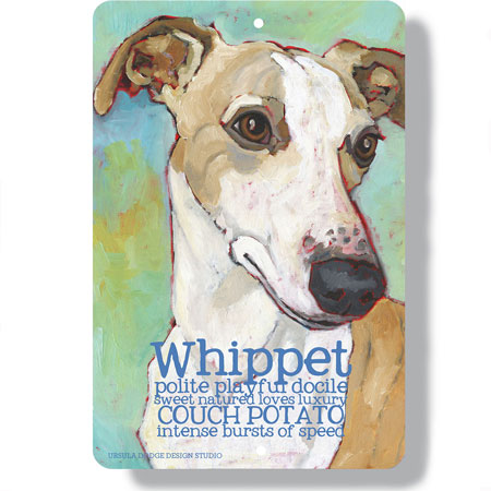 Whippet dog 
