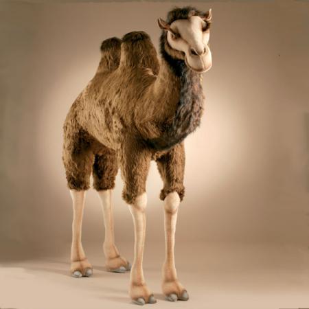 Camel