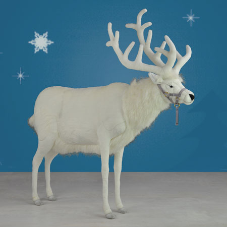 White Reindeer