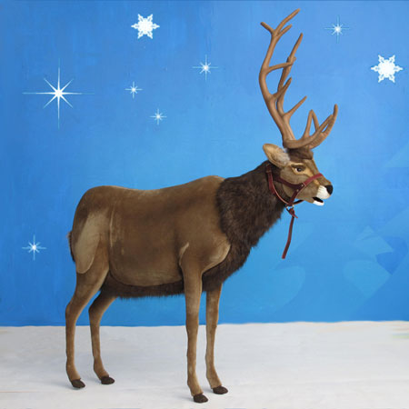 Reindeer with Halter