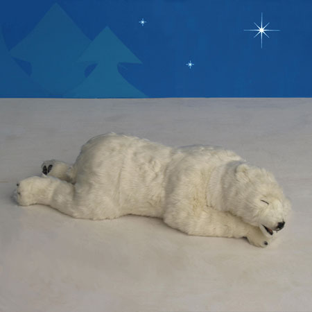 Sleeping Polar Bear Cub