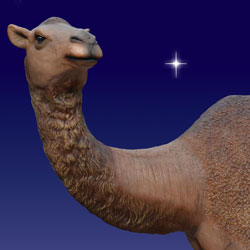 Head of Nativity Camel