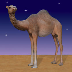 Huge Nativity Camel