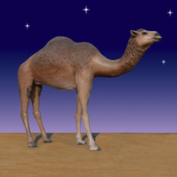 closer shot of nativity camel