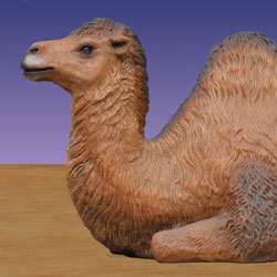 headshot of resting camel