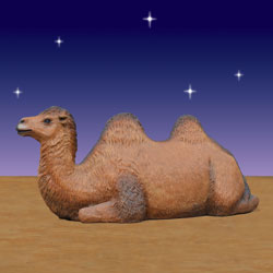 resting camel