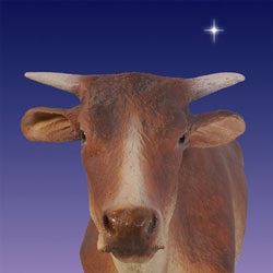 Nativity Ox