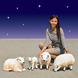 Sheep set