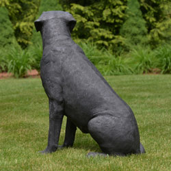Black Labrador Retriever