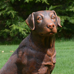 Brown Labrador Retriever