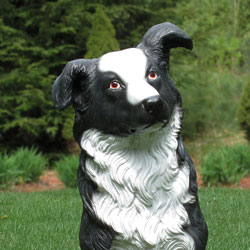 Sitting Border Collie