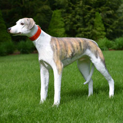 Whippet