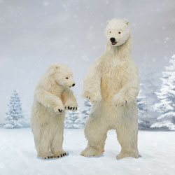 Polar Bears