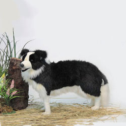 Hansa 10 Border Collie Puppy