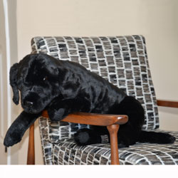 Labrador Stuffed Dog
