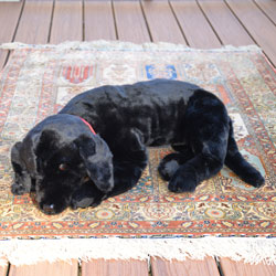 Stuffed Labrador