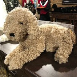 Stuffed Doodle dog