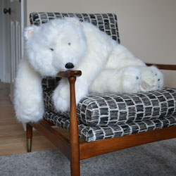 Polar Bear sitting