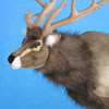 Head shot of Life Size Reindeer