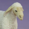 close up of plush sheep