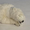 Close up of Hansa Polar Bear cub